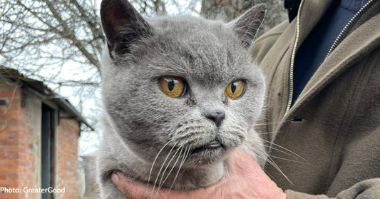 Abandoned Cats Evacuated from Frontlines in Ukraine Need Safe Space