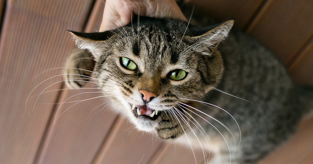 Close-up of a tabby cat with flattened ears and bared teeth, appearing aggressive while being held from above.