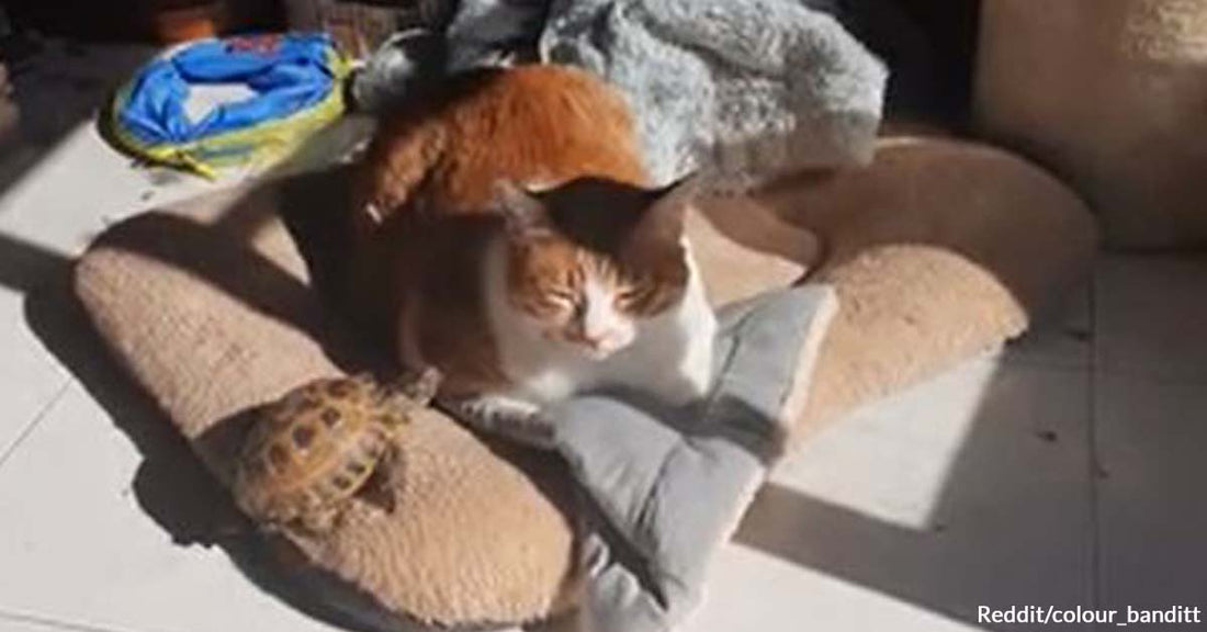 Watch the Serene Moment Between a Cat and a Turtle Basking in the Sunlight