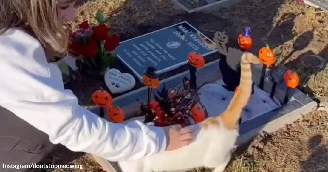 A woman pets a cat at a decorated gravesite with flowers, pumpkins, and memorial items.