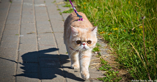 Should Cats Be Walked On A Leash?