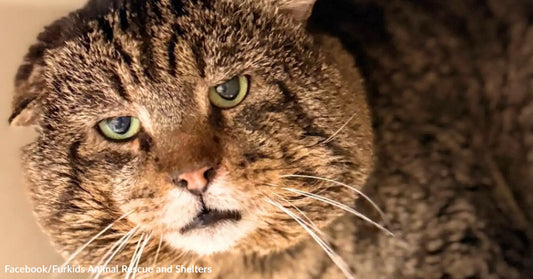 Close-up of a brown tabby cat with prominent jowls and green eyes resting on a soft surface.