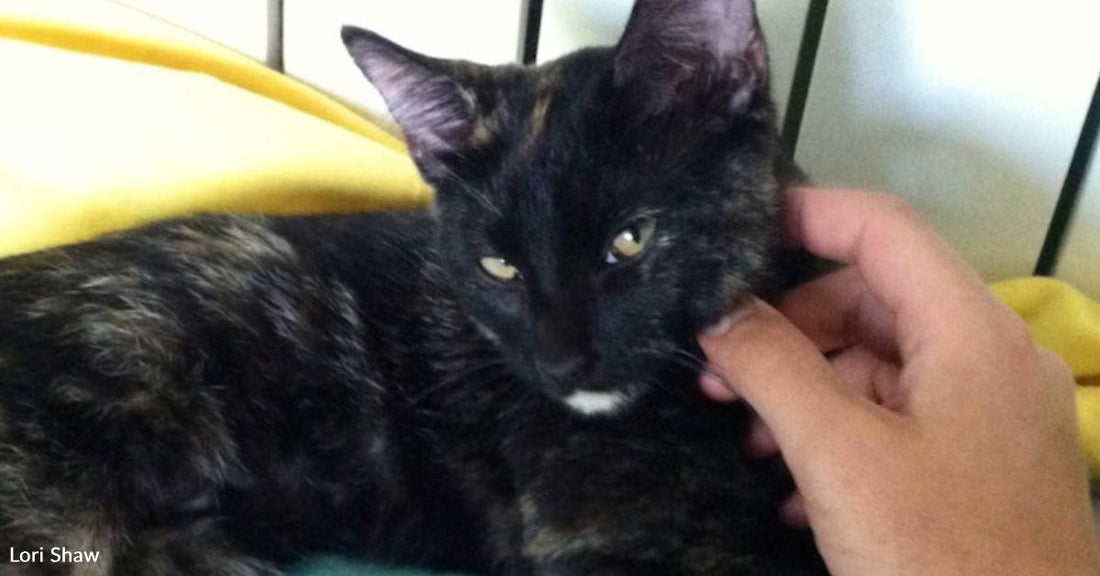 Rescue Cat with Robotic Demeanor Charms Her Forever Family