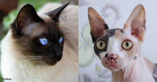 New Research Uncovers Which Cat Breeds Have the Shortest and Longest Life Expectancies