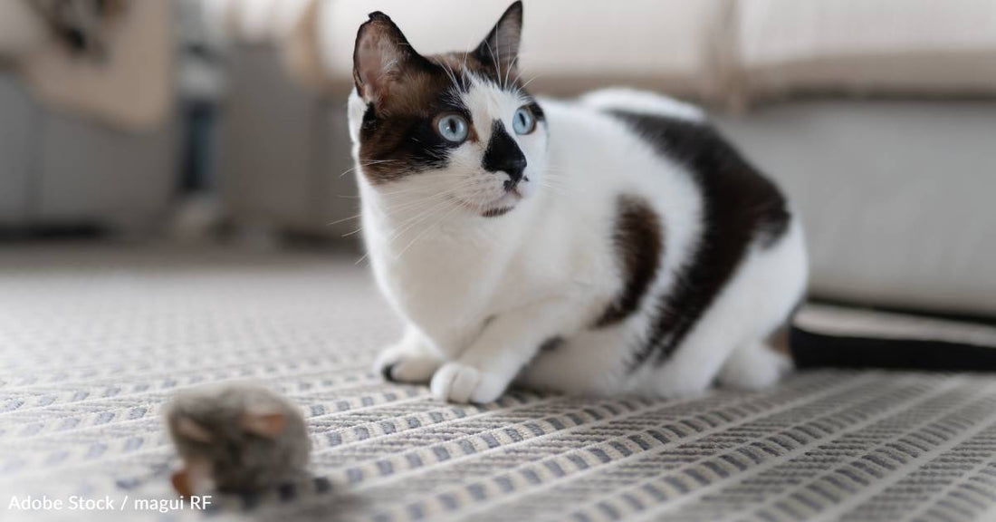 This National Fetch Day, Why Not Fetch with... Your Cat? Learn Some Feline Fetch Tips