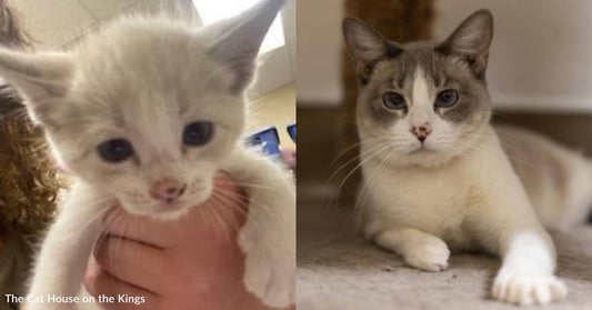 Cat Needs New Home After Losing the Family She's Had Since Kittenhood