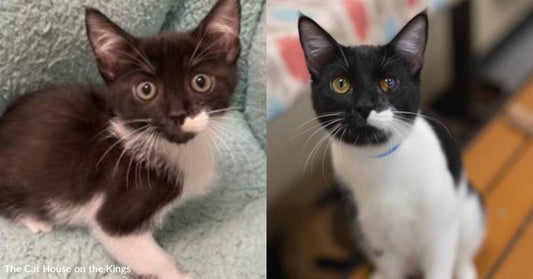 Cat with Clouded Eye is 'Imperfectly Perfect' and Ready to Fill a Forever Home with Smiles