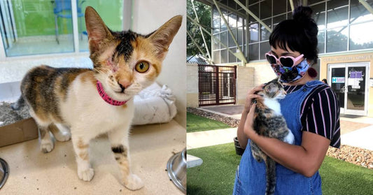 One-Eyed 'Pirate Kitty' Finds New Home with Special Education Teacher