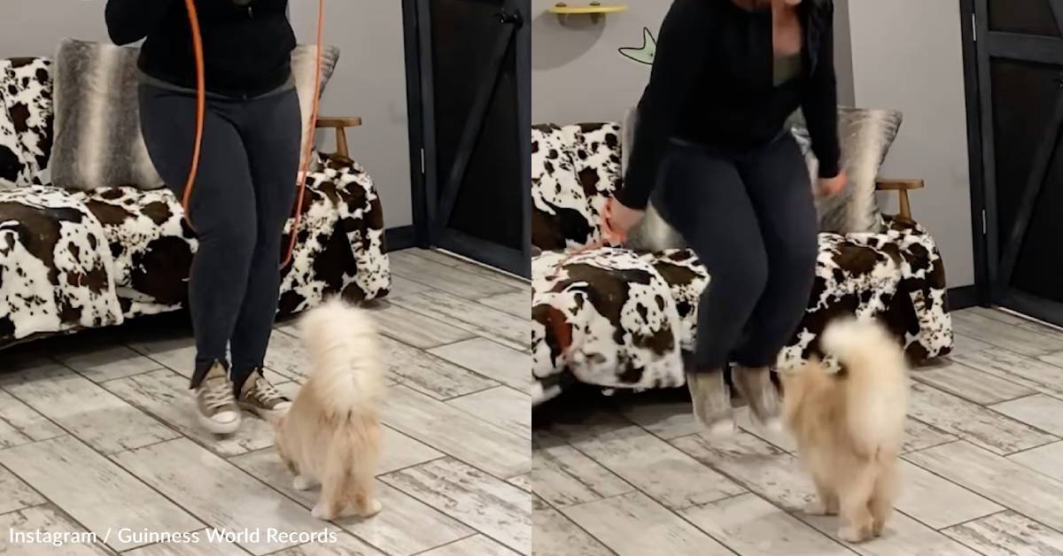 Senior Kitty Has Some Hops: 13-Year-Old Tabby Sets Record for Most Rope ...