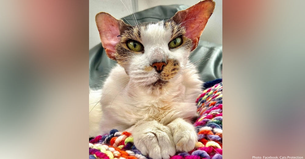 This Stray Cat Was So Battered He Required Plastic Surgery. Now Everybody Is Amazed By His New Look