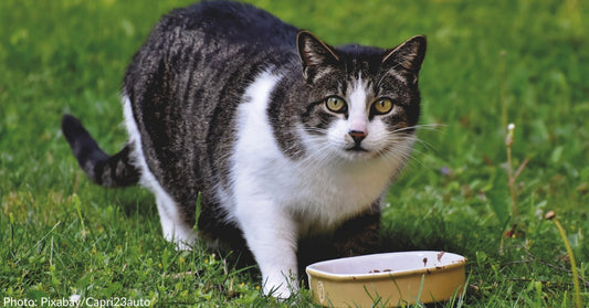 Cats Don't Want To Work For Their Food, Study Finds