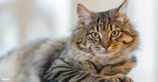 Cats Show Heartbreaking Signs of Grief After Losing Their Animal Companions, Study Finds