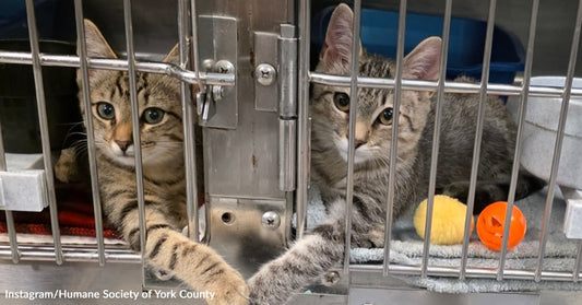 Two tabby kittens inside a metal shelter kennel, reaching their paws toward each other through the bars.