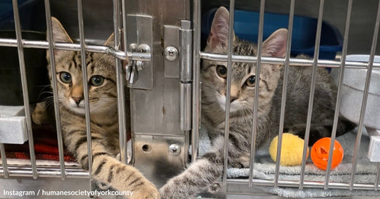 Two tabby kittens play in a shelter cage with colorful toys.