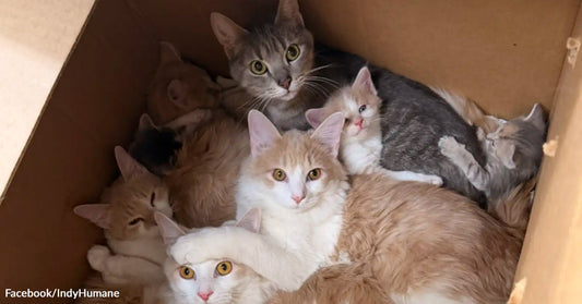 Group of cats and kittens huddled in a worn cardboard box, nestled tightly against one another.
