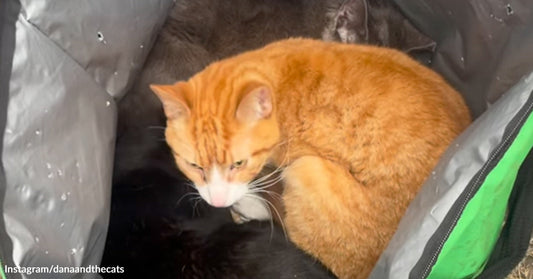Orange cat curled up inside an insulated delivery-style bag next to a darker cat.