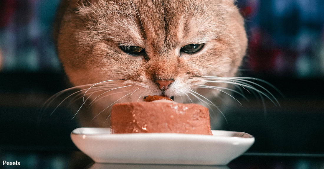 Why Your Cat Never Finishes Their Food And What It Means For Their Health