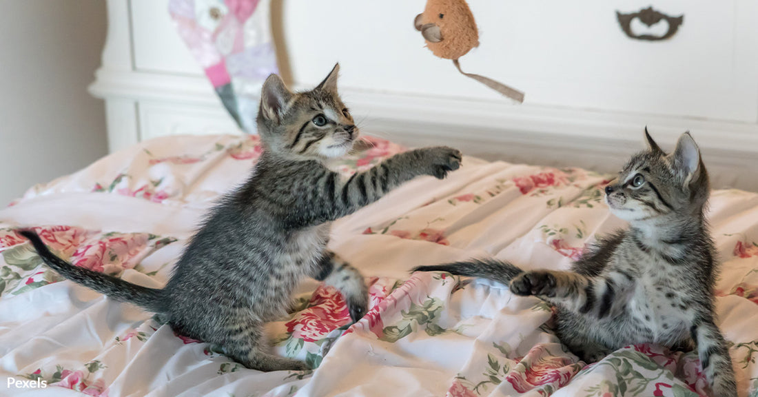 Research Uncovers Cats' Hidden Talent for Playing Fetch Just Like Dogs