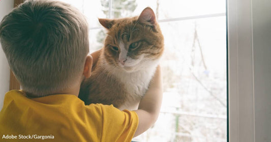 After Being Adopted By Families with Children on the Autism Spectrum, Cats Are Less Stressed