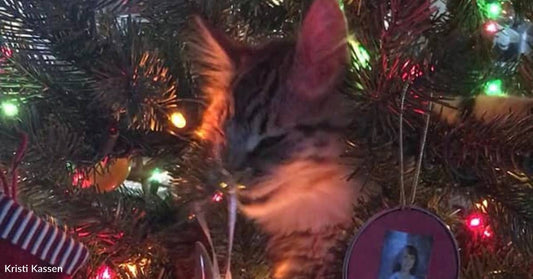 15 Cats Ready to Unleash Mayhem on the Christmas Tree