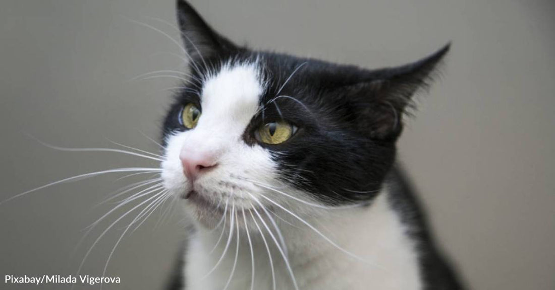 Cat with Three Names' and Special Needs Finds Forever Home