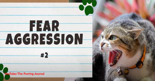 Does Your Cat's Aggression Worry You? Here's What You Can Do