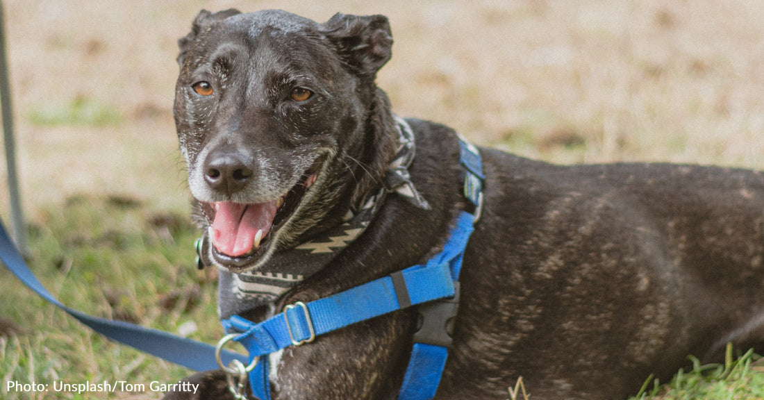 7 Ways To Celebrate National Rescue Dog Day