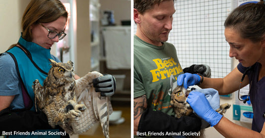 Two caregivers examine an injured owl in a medical setting.