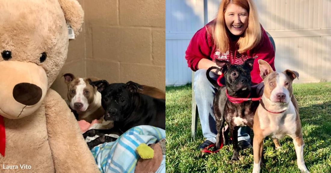 Bonded Pair of Rescue Dogs Warms Heart of Woman Grieving Her 'Soul-Dog'