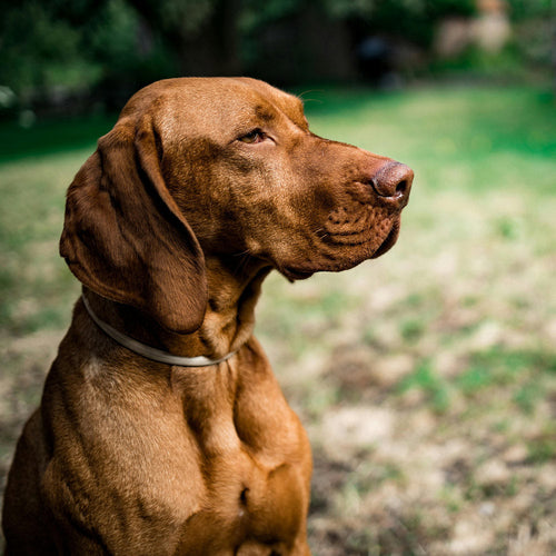 Protect Dogs From This Silent Killer Creeping Across America