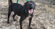 Unchained at Last: Neglected Dogs Finally Get Care They Need to Survive and Thrive