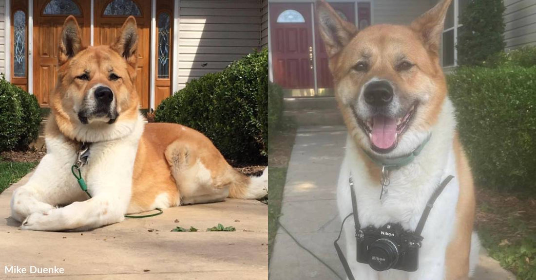 Shelter Dog Has So Many Well-Wishers After Adoption, He Gets More Than 7,500 Facebook Fans