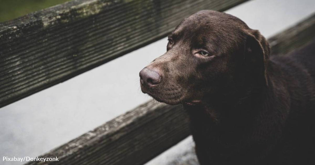 Woman Unexpectedly Finds Her 'Soul Dog' While Grieving a Lost Pup