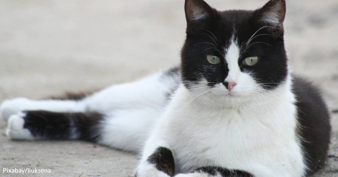 Scared Cat That Was Abandoned at Apartment Complex Gains a Home and Loses His Fear