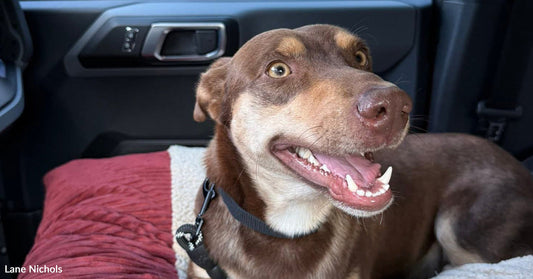 Brown dog sitting on a padded bed in the back seat of a car, mouth open in a relaxed pant, wearing a black harness.