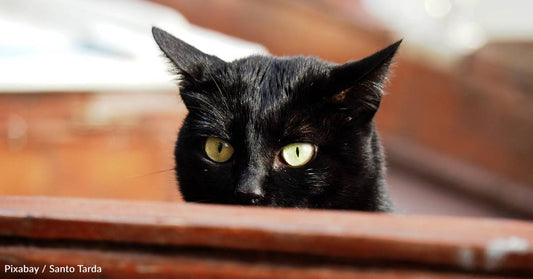 Shelter Cat is Persistent with Woman, She Later Learns He Has the Same Name As Her Beloved Uncle