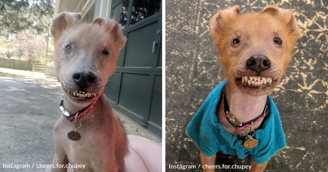 Meet Chupey: The Adorable and Unique Rescue Dog Who Has Captivated Thousands On Instagram and TikTok