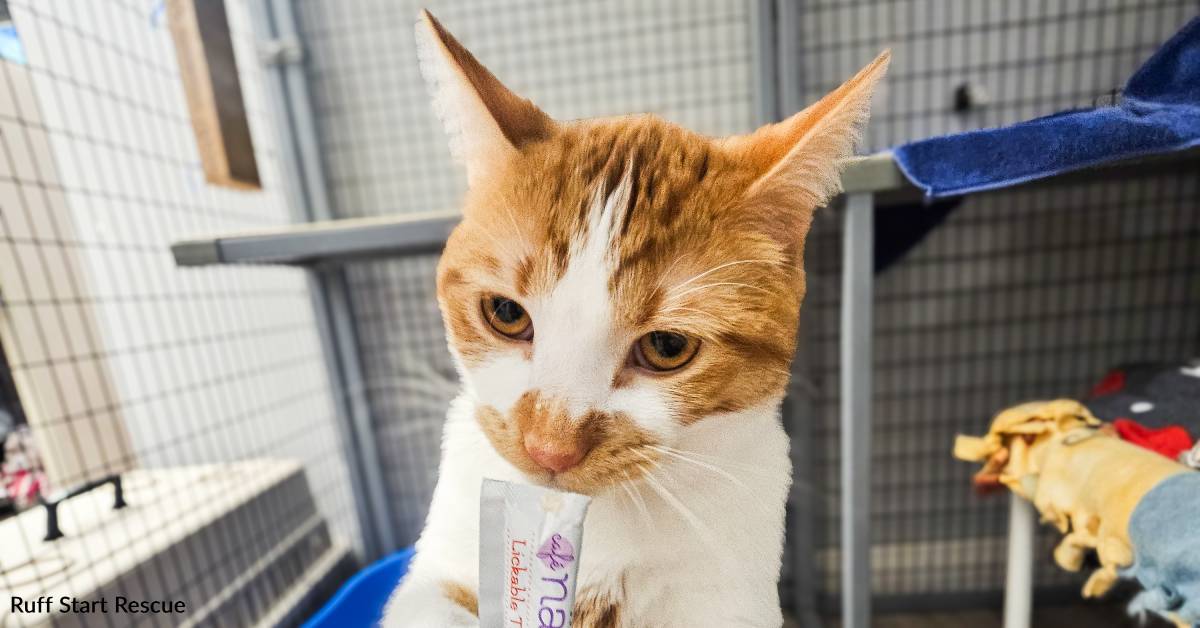 A Twice Surrendered Cat is Awaiting a Better Future, Thanks to You ...