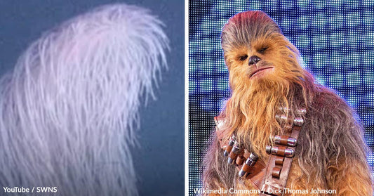 Side-by-side comparison showing pale, hair-like coral on the left and Chewbacca from Star Wars on the right, highlighting their similar shaggy appearance.