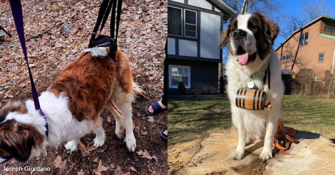 Saint Bernard That Was Paralyzed When Rescued is Now Running with His Family