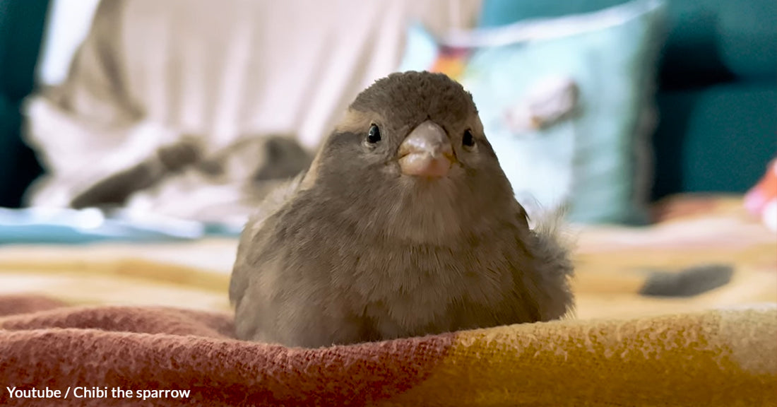 Chibi The Sparrow Imprinted On This Couple That Rescued Her, And Now They’re Inseparable