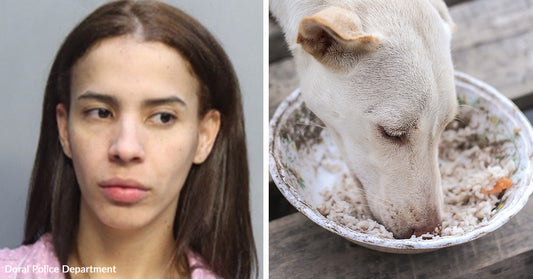Tan dog tethered to a tree with a chain, standing on grass and looking outward. Mugshot of a woman next to a white dog eating from a bowl outdoors.