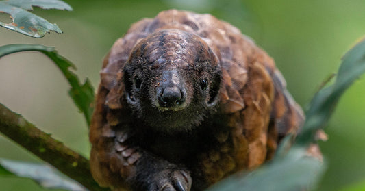 Close-up of a pangolin perched on a branch, surrounded by green leaves in a forest setting.