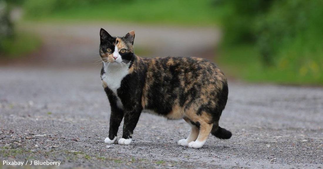 Stray Cat 'Had Other Plans', Gets Neighbor to Foster Her, and Finds New Home