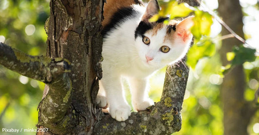 Woman Spends Weeks Trying to Rescue Stray, Finally Succeeds By Luring Her with Chips and Beans