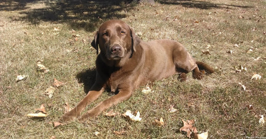 The Waffle House Dog