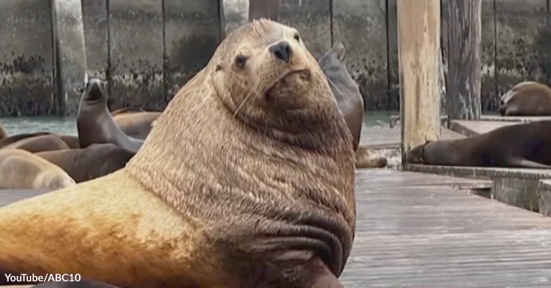 A massive tan sea lion named Chonkers sits upright on a wooden dock among a colony of resting sea lions.