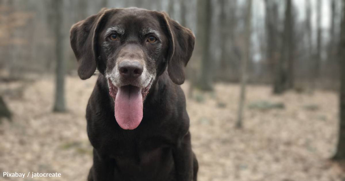 Dog Waits for Forever Home for Three Years, So Foster Family Decides to Officially Adopt Him