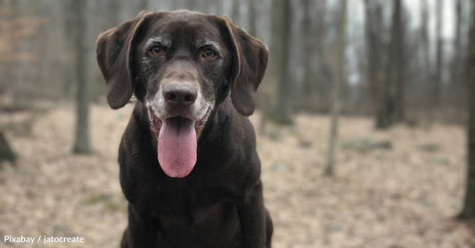 Dog Waits for Forever Home for Three Years, So Foster Family Decides to Officially Adopt Him