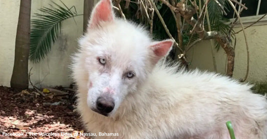 A fluffy white dog with blue eyes rests among tropical plants.